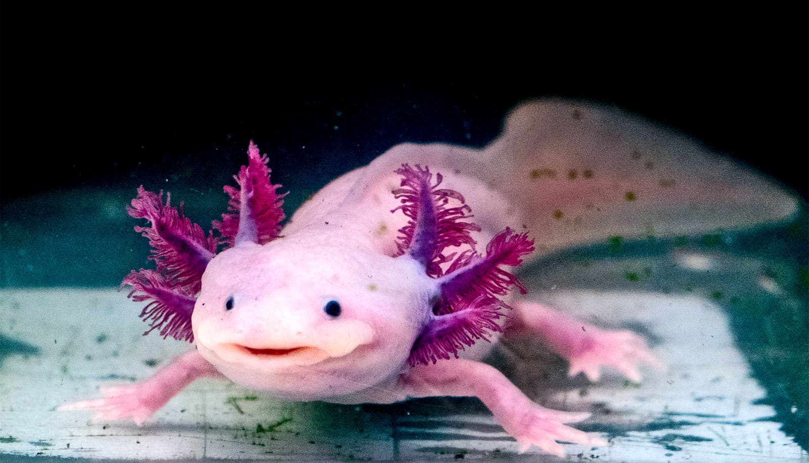 Axolotl meme template - Axolotl
