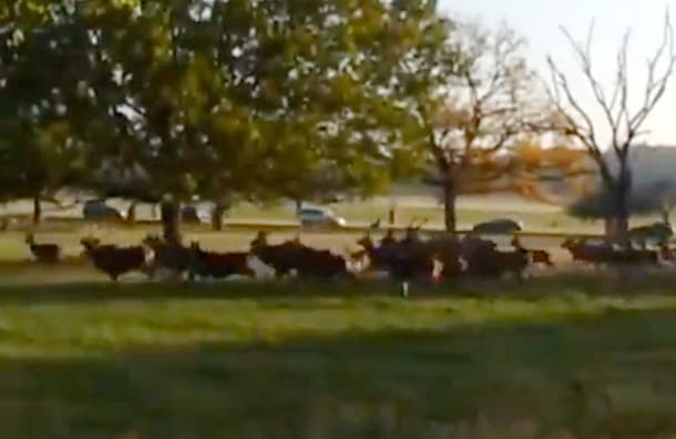 Benton meme template - Fenton