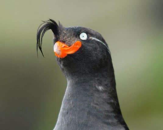 Birbs meme template - Birbs