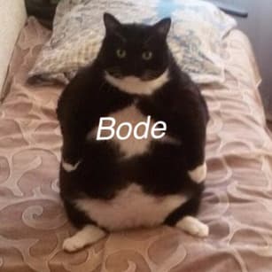 BODE meme template - Bode