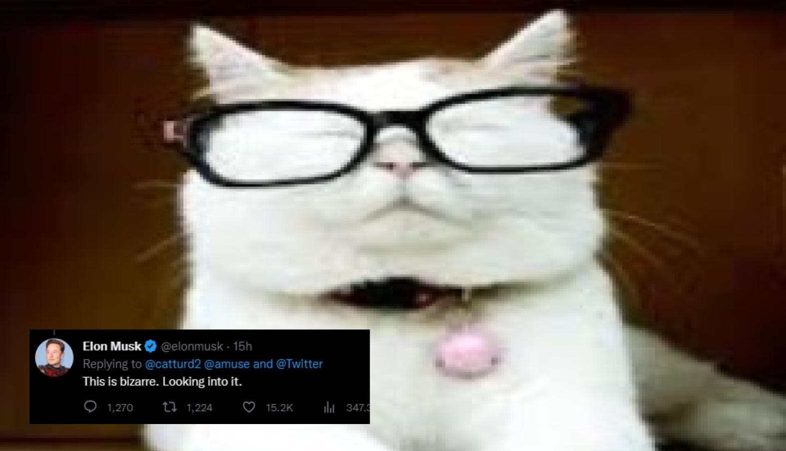 Catturd meme template - Catturd