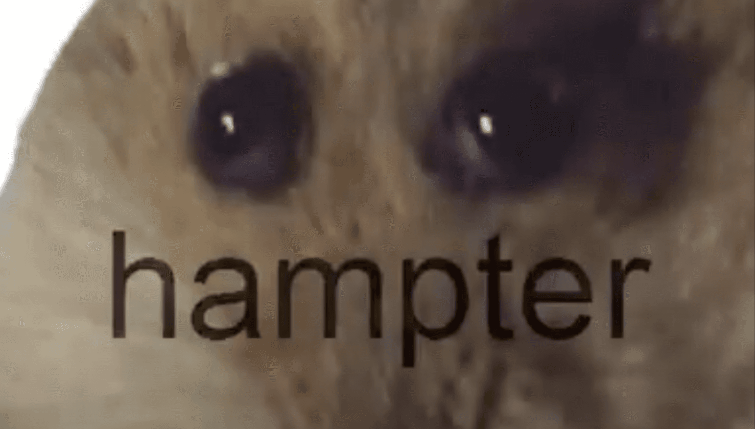 Hampter meme template - Hampter