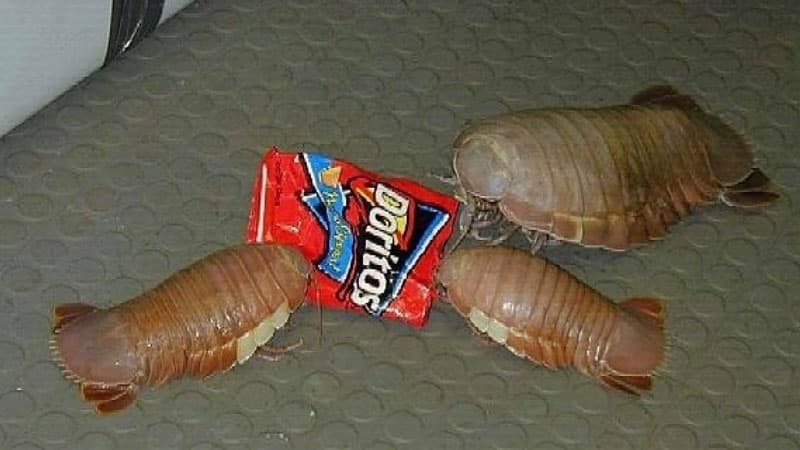 Isopods meme template - Isopod