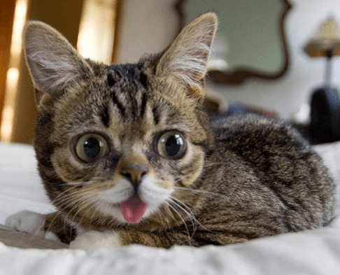 Lil Bub meme template - Lil Bub