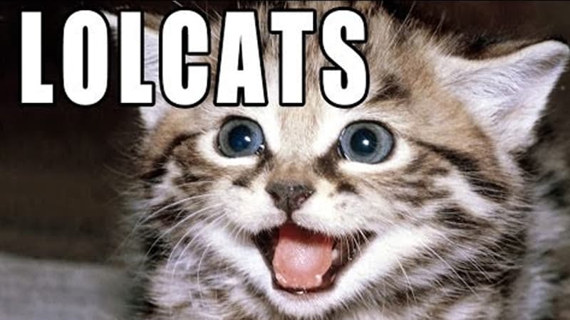 LOLcats meme template - LOLcats