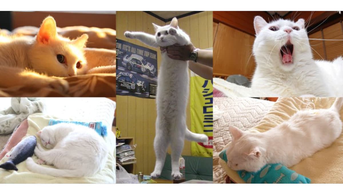 Longcat meme template - Longcat