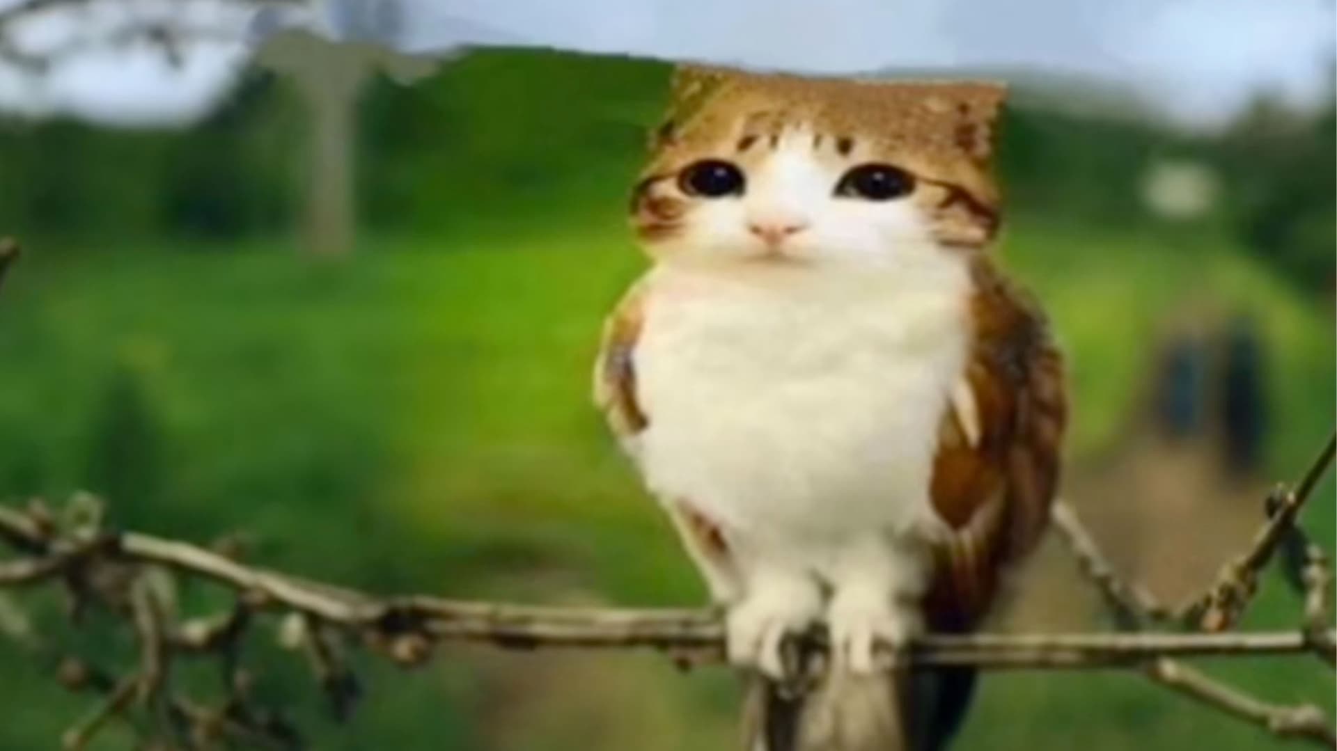 Meowl meme template - Meowl