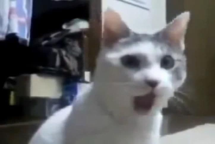 OMG Cat meme template - OMG Cat