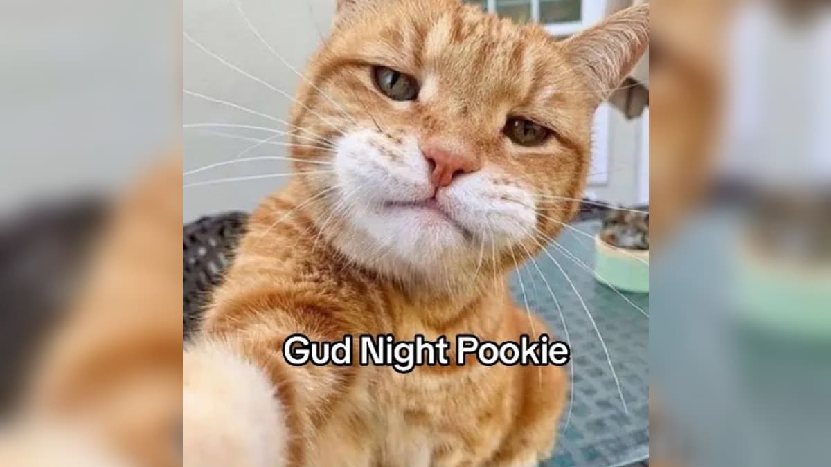 Pookie meme template - Pookie