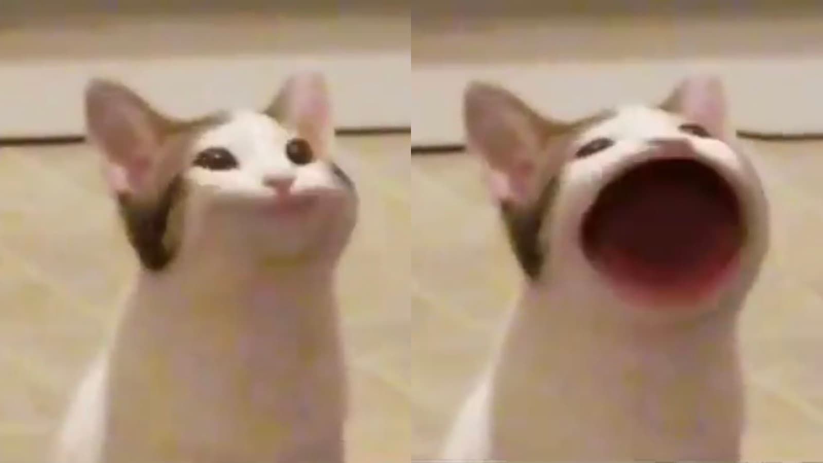 Pop Cat meme template - Pop Cat