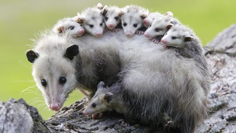 Possums meme template - Possum