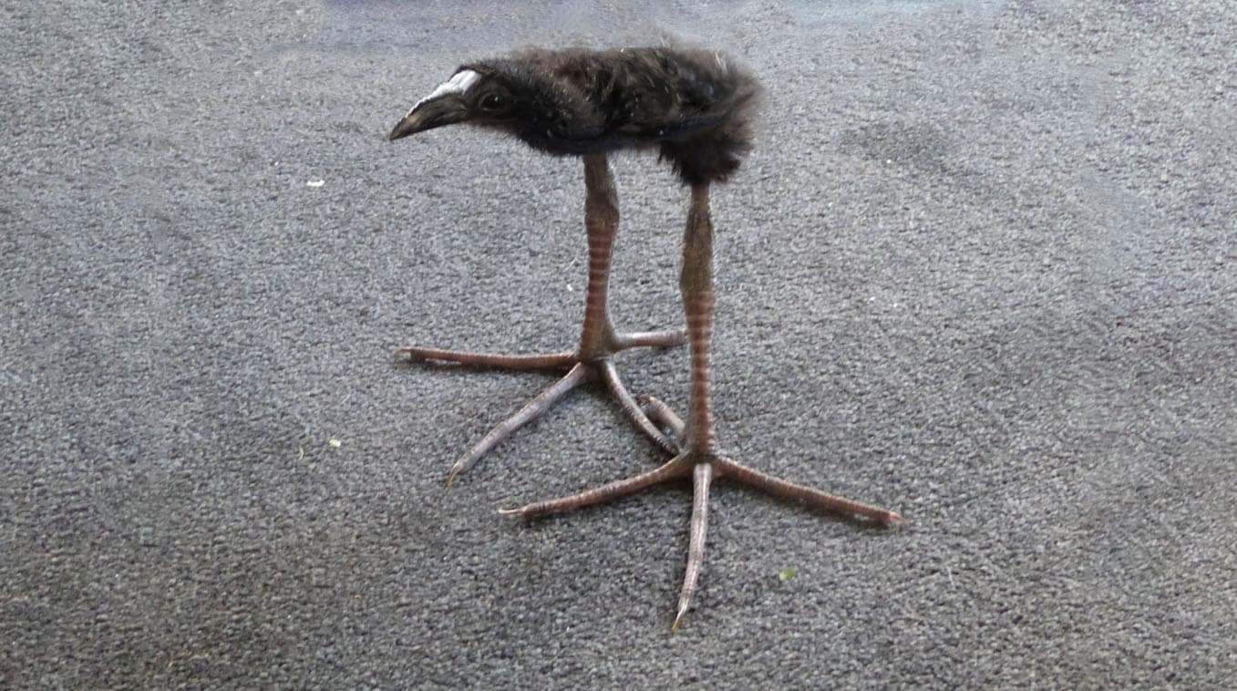 Pūkeko meme template - Pūkeko