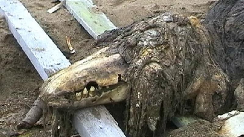 SCP-682 meme template - SCP-682