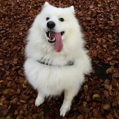 Shoob meme template - Shoob