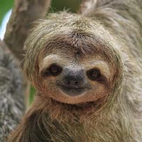 Sloths meme template - Sloth