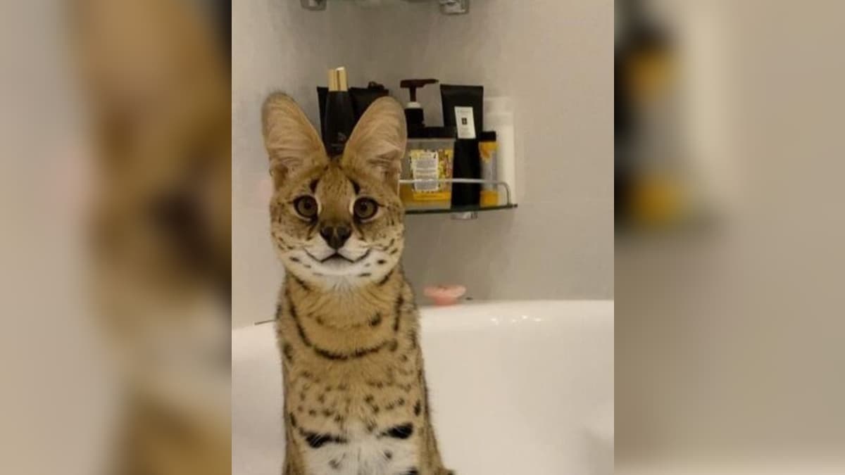 Sogga meme template - Sogga