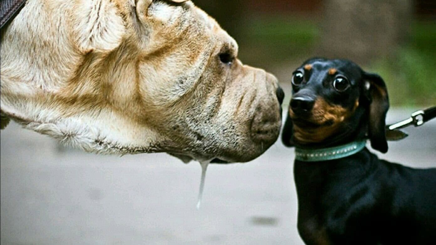 Tenso meme template - Tenso