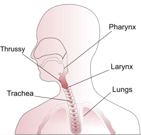 Thrussy meme template - Thrussy