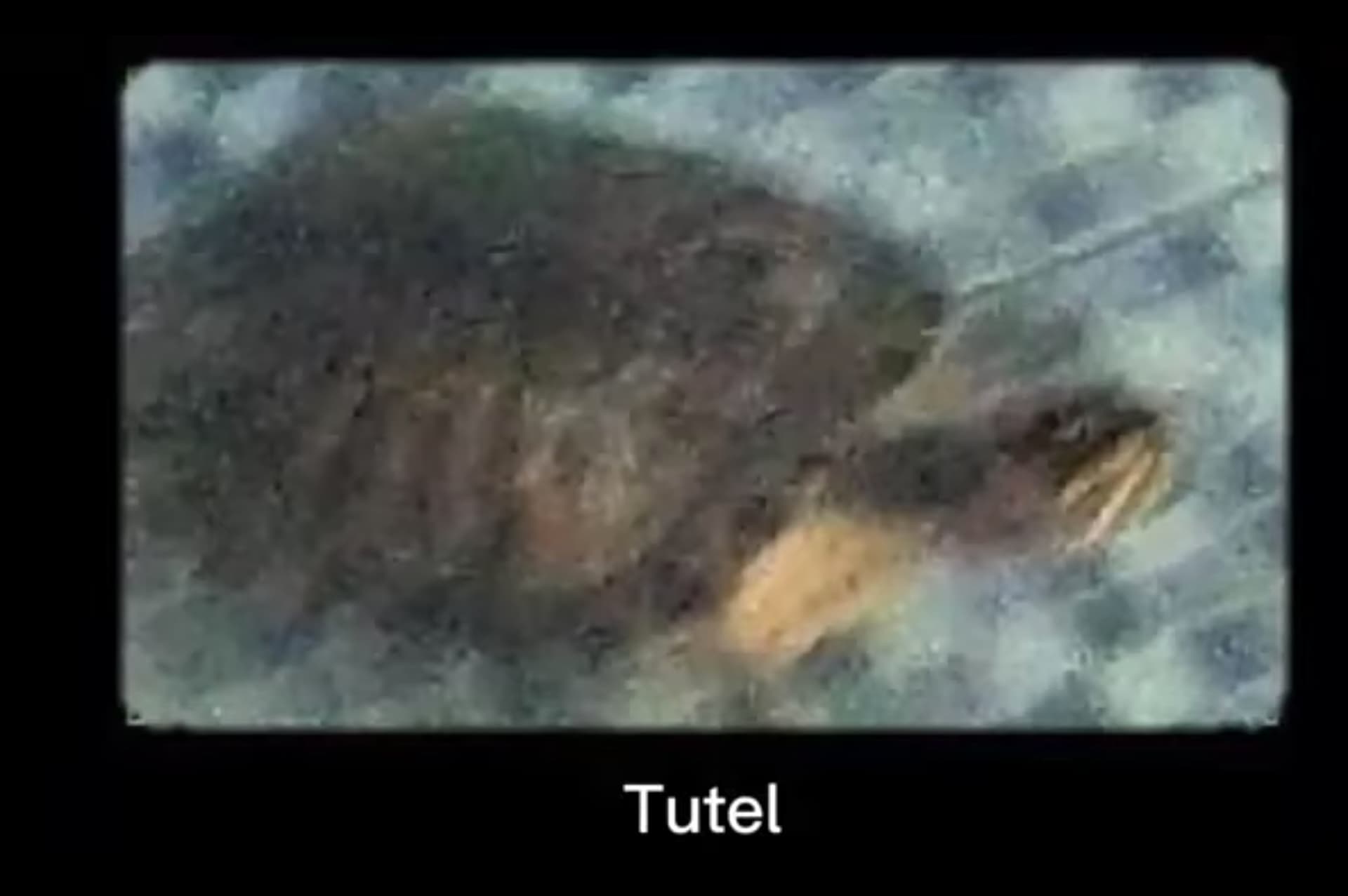 Tutel meme template - Tutel