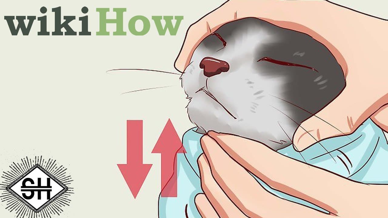 WikiHow meme template - WikiHow