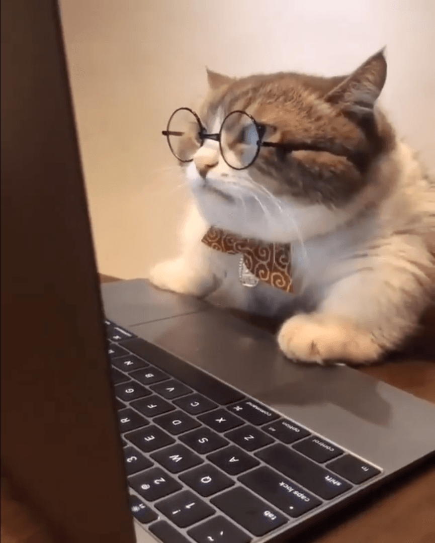research cat meme template - Research Cat