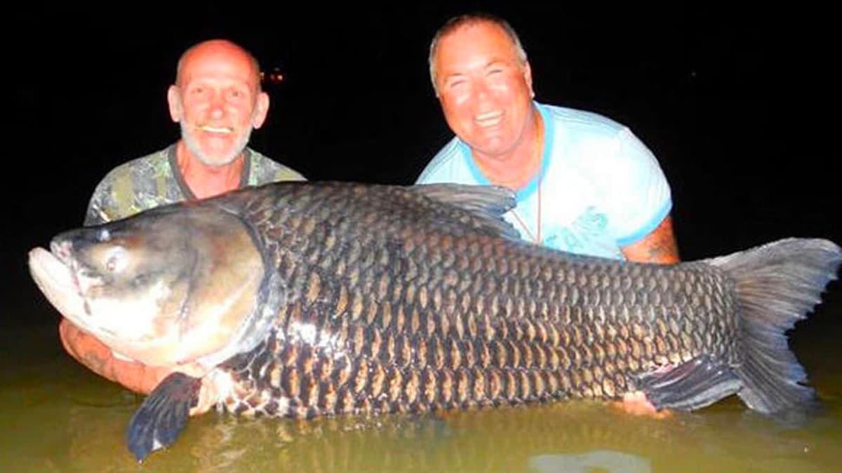 2 Guys 1 Fish meme template - 2 Guys 1 Fish