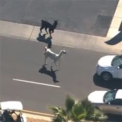 2015 Arizona Llama Chase / #LlamaDrama meme template - 2015 Arizona Llama Chase