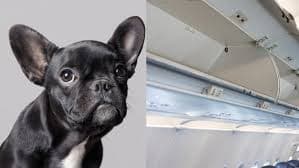 2018 United Airlines Dog Death Controversy meme template - United Airlines Dog