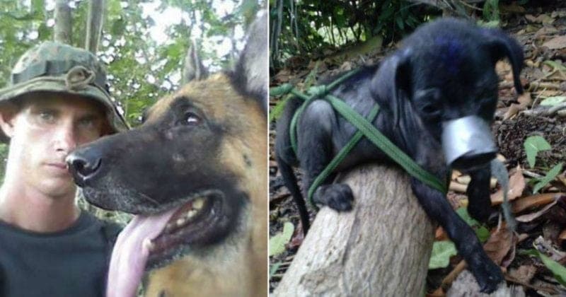 2018 Zoosadism Scandal meme template - 2018 Zoosadism Scandal