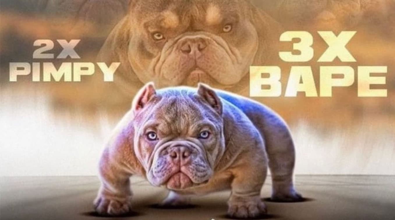 2X Pimpy 3X Bape / Pimpy Son Opp meme template - 2X Pimpy 3X Bape