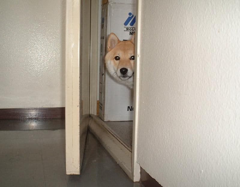 A Master Is Out meme template - A Master Is Out