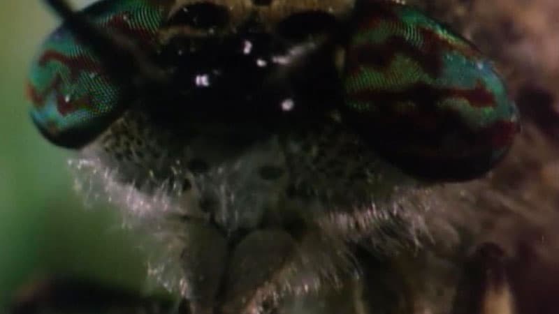 Adult Wormy Closeup meme template - Adult Wormy Closeup