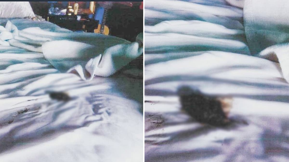 Amber Heard Revenge Poop meme template - Amber Heard Revenge Poop