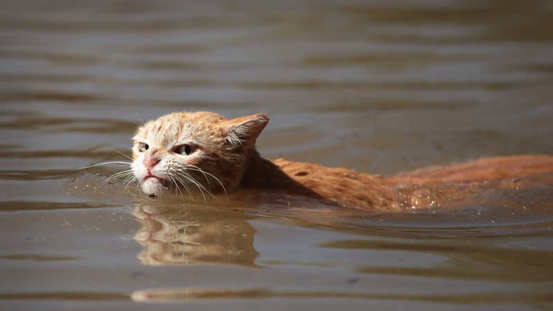 Angry Hurricane Harvey Cat meme template - Angry Hurricane Harvey Cat