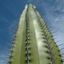 Anything's A Dildo If You're Brave Enough meme template - Anything's A Dildo