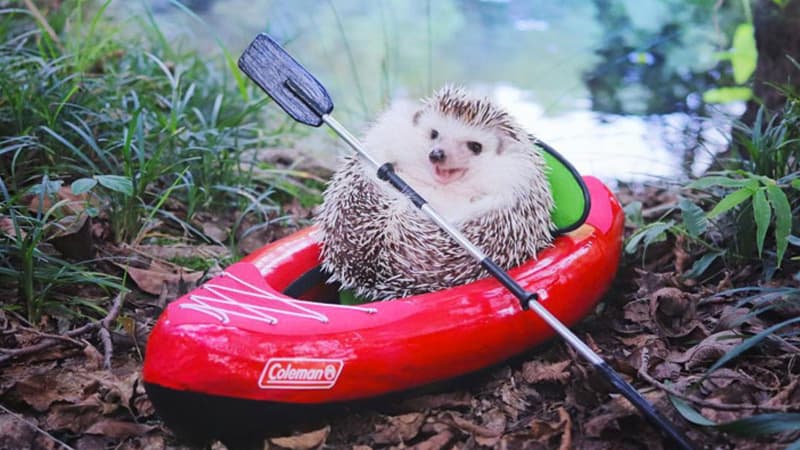 Azuki the Hedgehog meme template - Azuki the Hedgehog