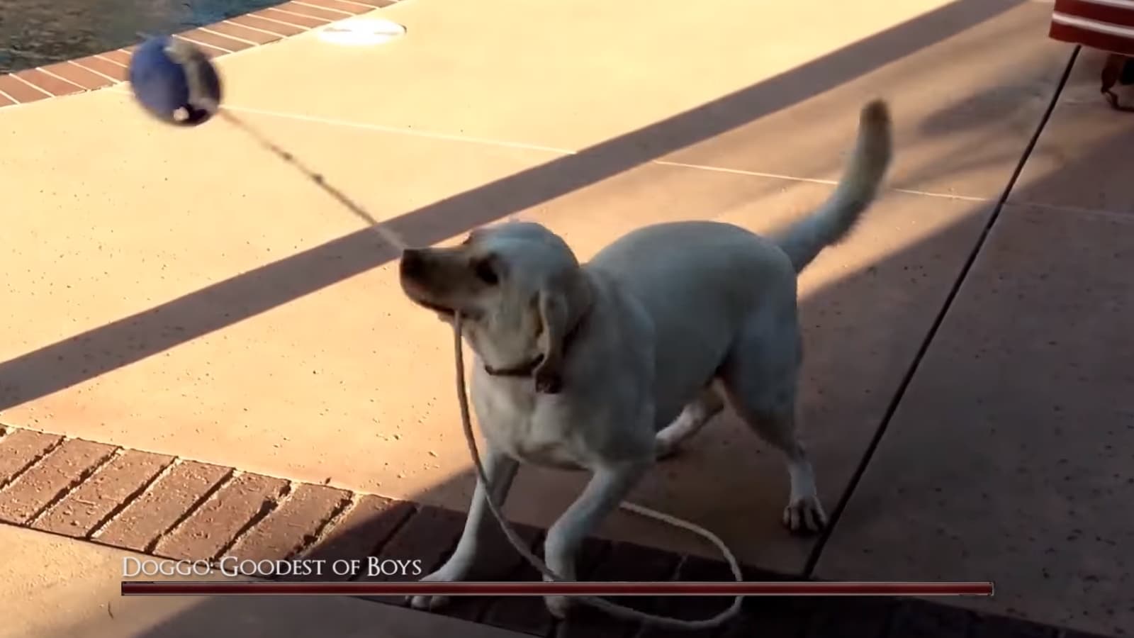 Bark Souls / Dark Souls IRL Edits meme template - Bark Souls