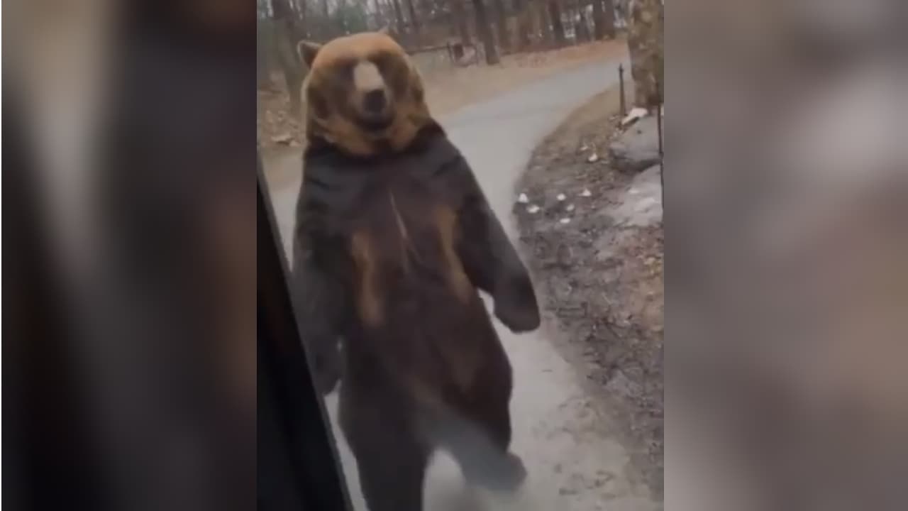 Bear Walks by a Bus meme template - Bear Walks by a Bus