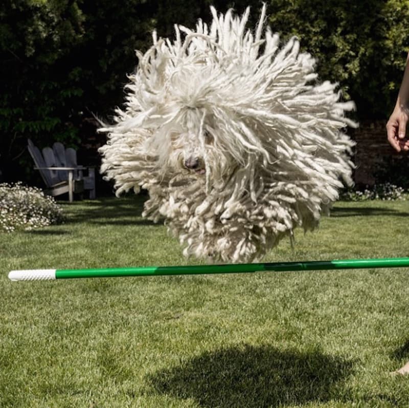 Beast meme template - MrBeast