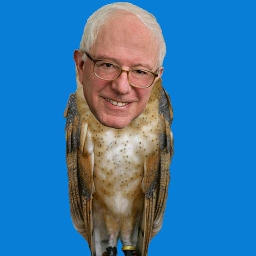 Birdie Sanders meme template - Birdie Sanders