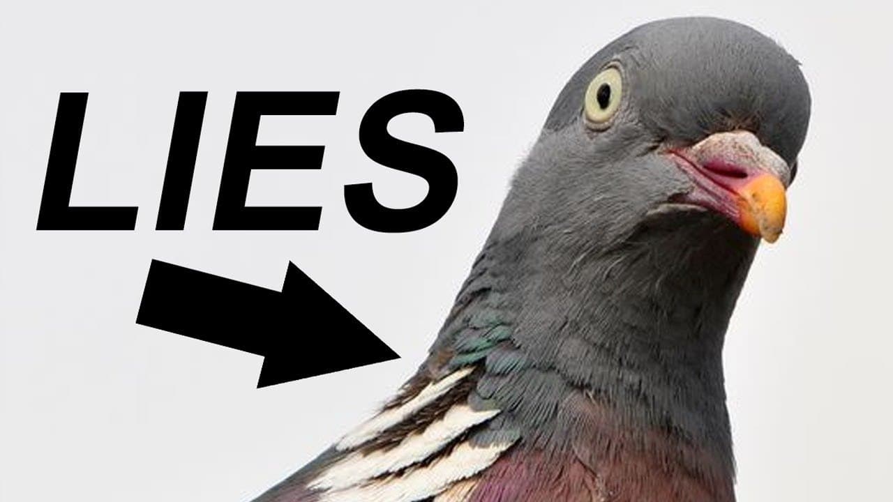 Birds Aren't Real meme template - Birds Aren't Real