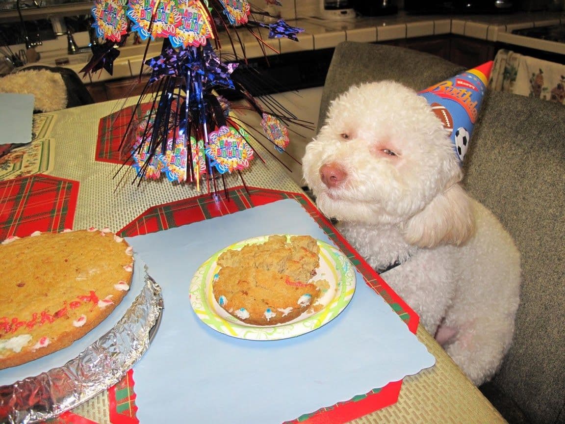 Birthday Dog meme template - Birthday Dog
