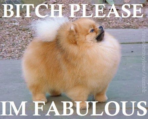Bitch I'm Fabulous meme template - Bitch I'm Fabulous