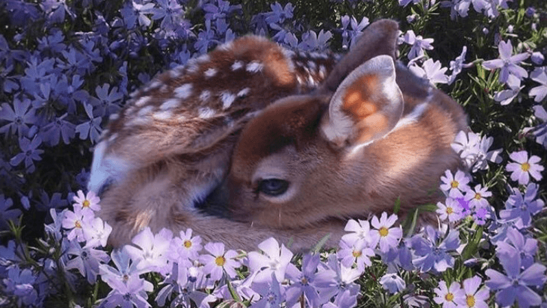 Blessed Image meme template - Blessed Image