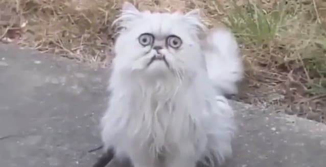 Blink Motherfucker meme template - Blink Motherfucker