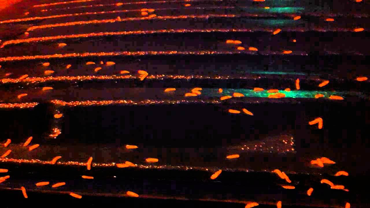 Blowfly Girl meme template - Blowfly Girl