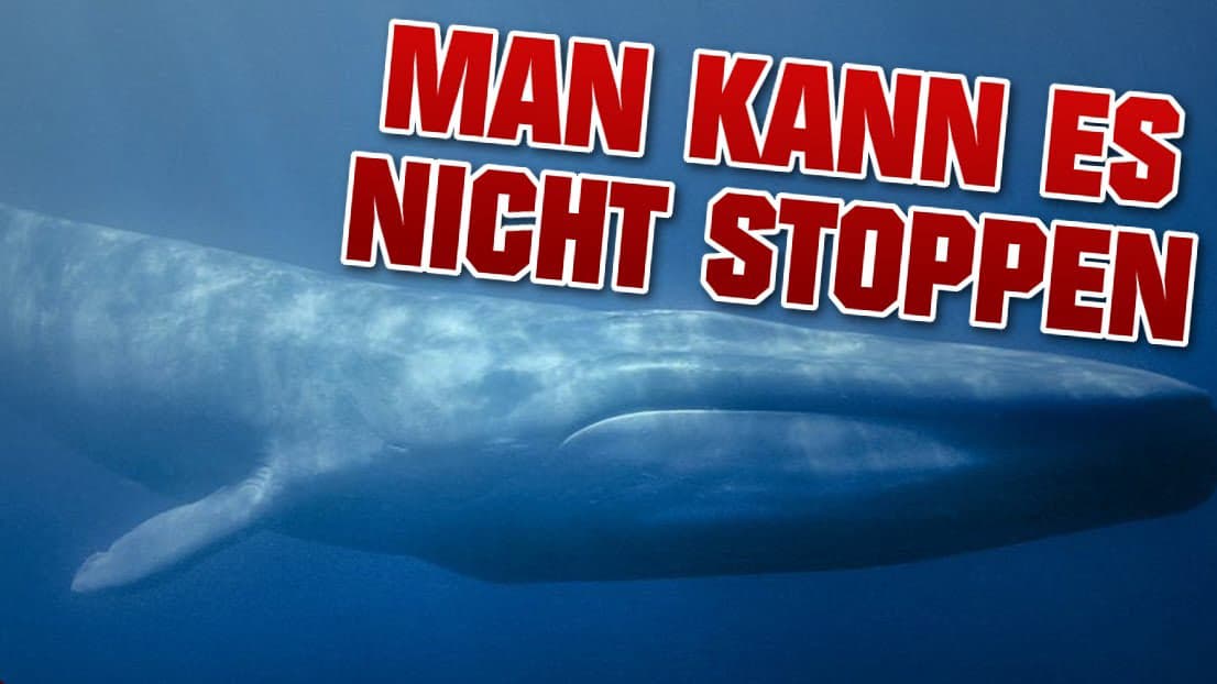 Blue Whale Challenge meme template - Blue Whale Challenge