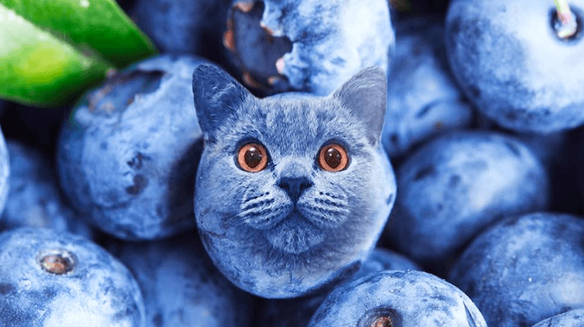 Blueberry Cat meme template - Blueberry Cat