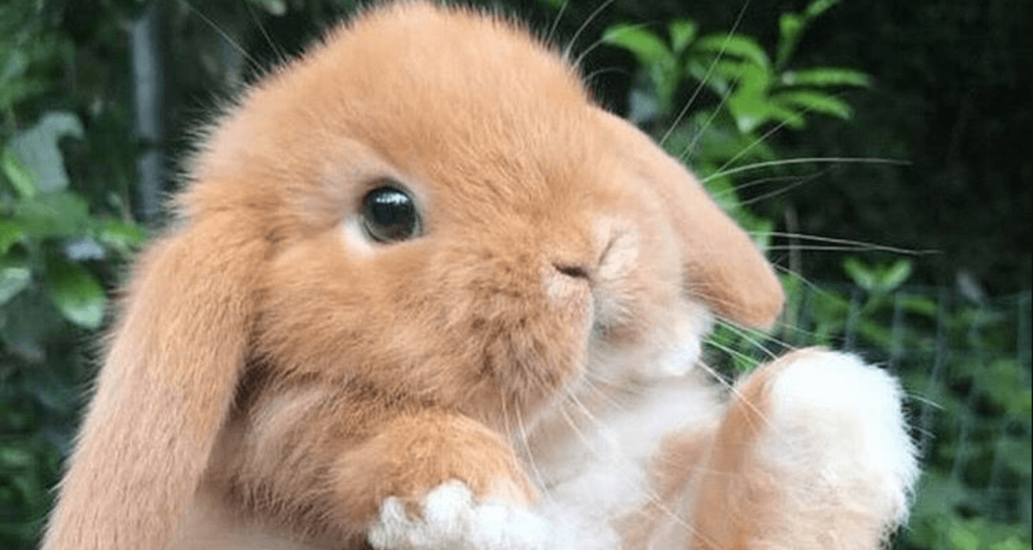 Bnuuy meme template - Bnuuy