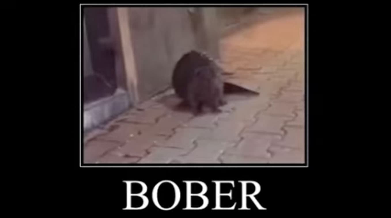 Bober / Kurwa Bóbr / Bobrze meme template - Bober Kurwa